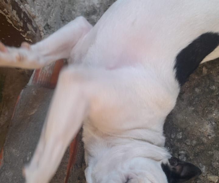 Pitbull (Adoção Urgente)