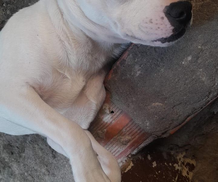 Pitbull (Adoção Urgente)