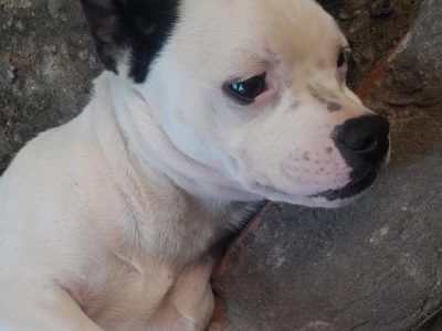 Pitbull (Adoção Urgente)