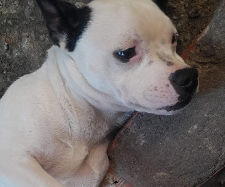 Pitbull (Adoção Urgente)