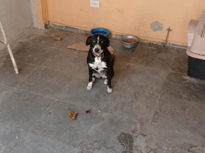 Maya (Adoção Urgente)