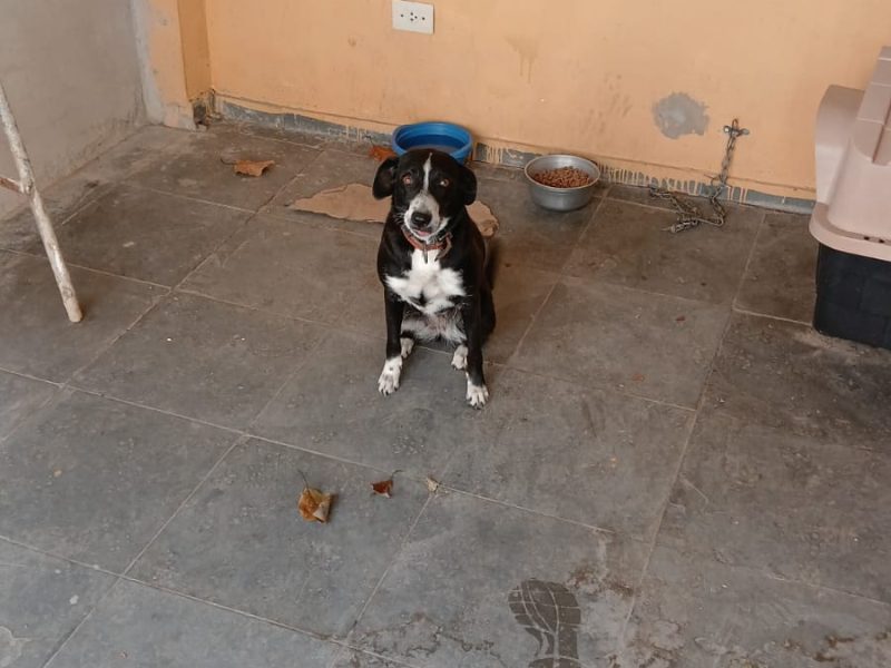 Maya (Adoção Urgente)