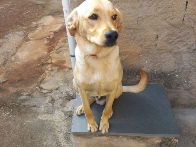 Thor (Adoção Urgente)
