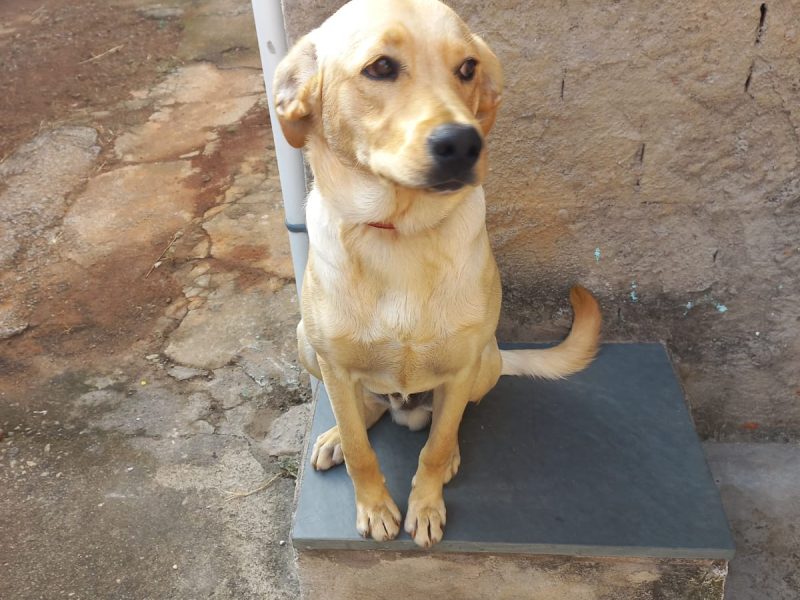 Thor (Adoção Urgente)