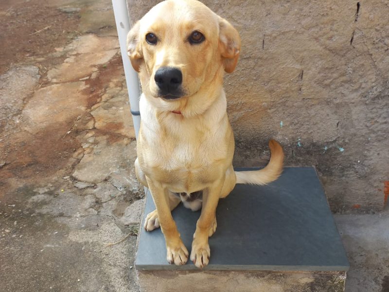 Thor (Adoção Urgente)