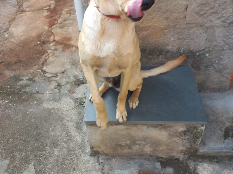 Thor (Adoção Urgente)