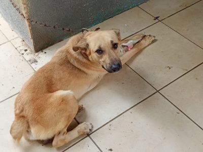 Porte M/P (Adoção Urgente)