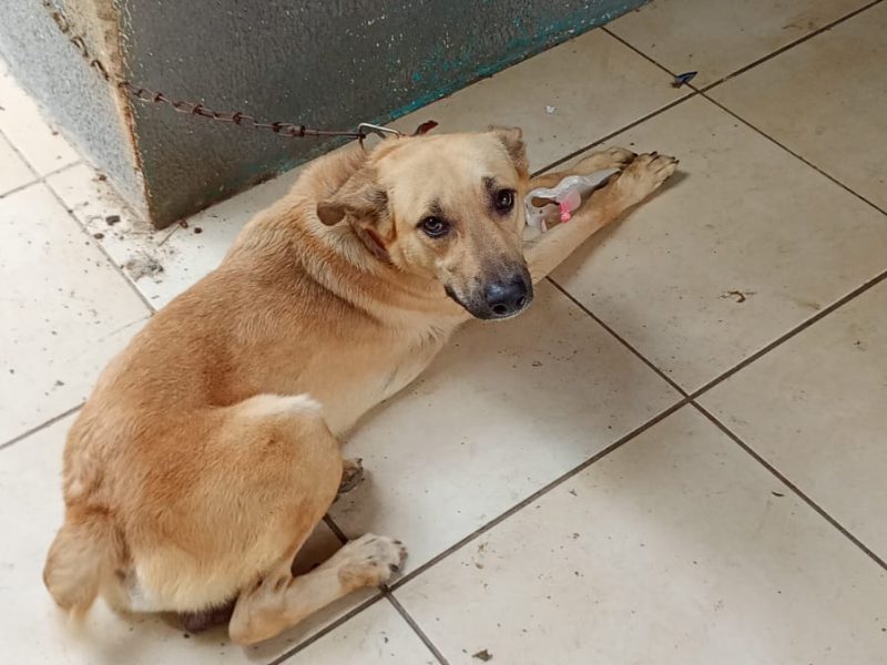 Porte M/P (Adoção Urgente)