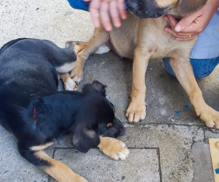 2 Filhotes (Adoção Urgente)
