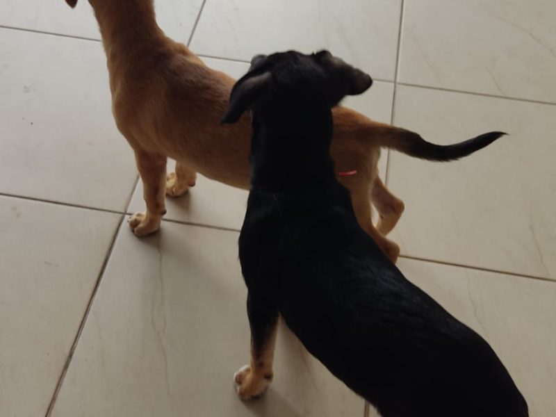 2 Filhotes (Adoção Urgente)