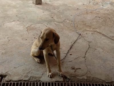 Porte M/P (Adoção Urgente)