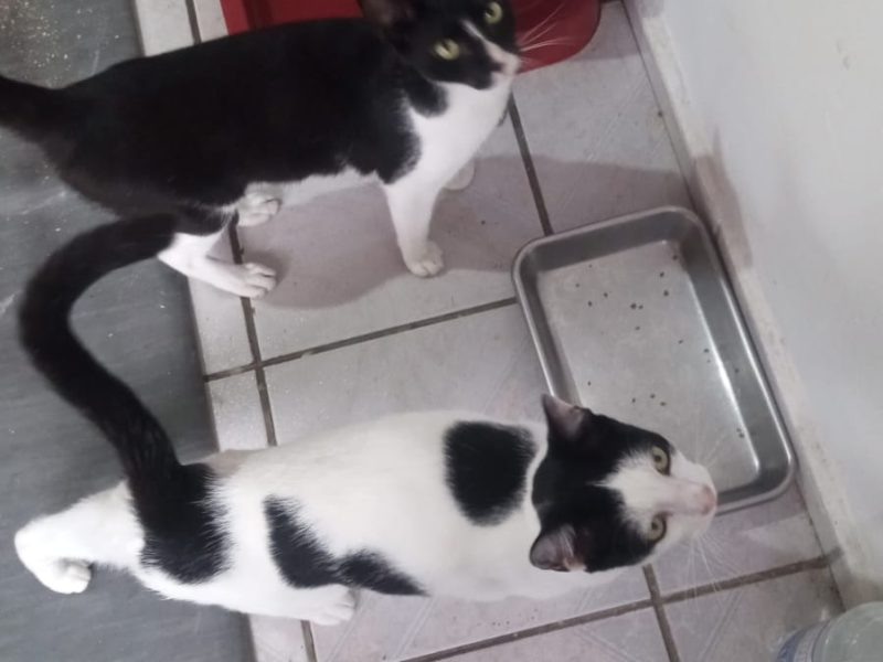 3 Gatos (Adoção Urgente)