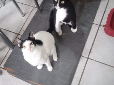 3 Gatos (Adoção Urgente)