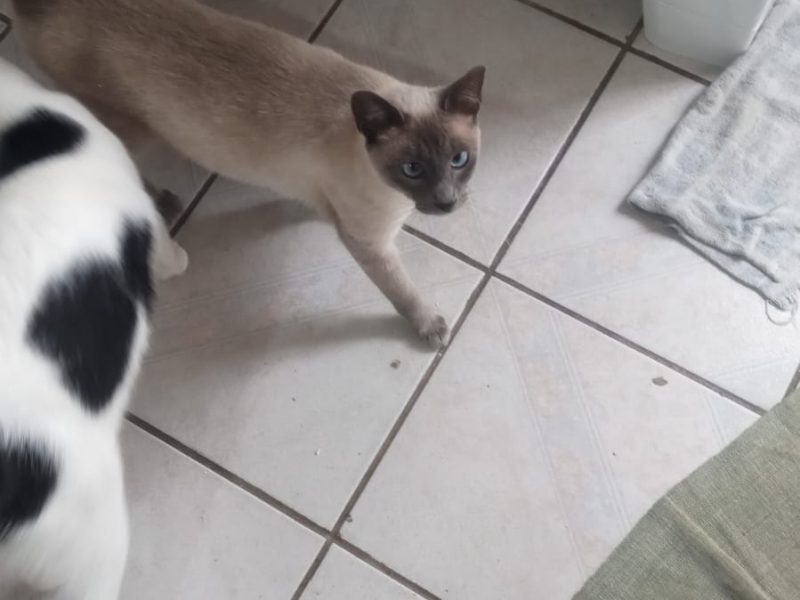 3 Gatos (Adoção Urgente)