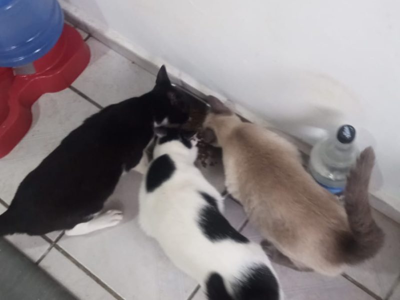 3 Gatos (Adoção Urgente)