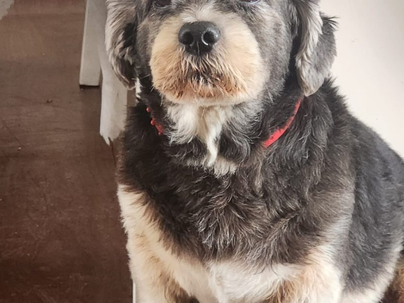 Ted (Adoção Urgente)