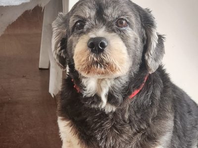 Ted (Adoção Urgente)