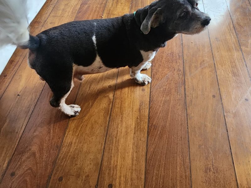Ted (Adoção Urgente)