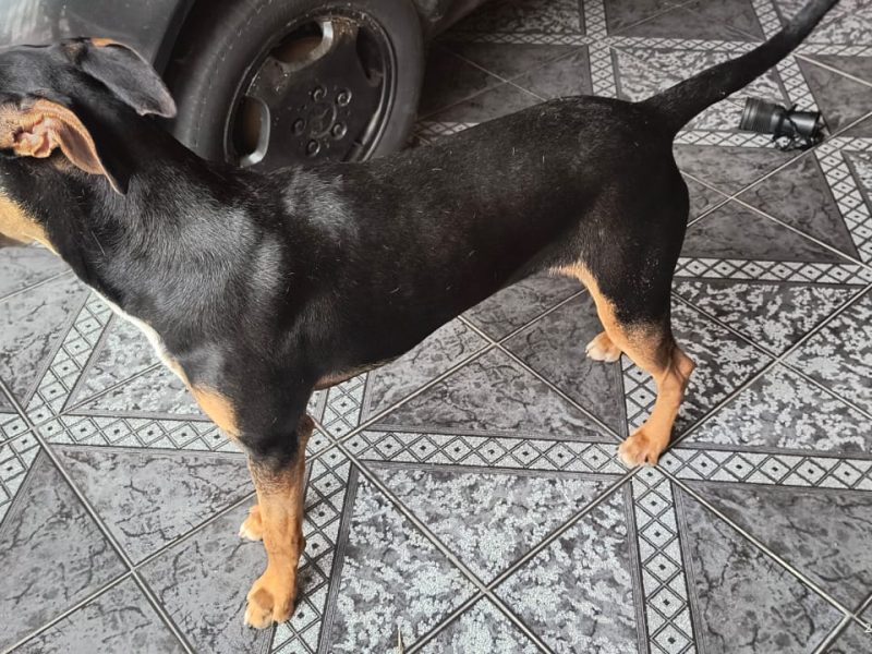Spike (Adoção Urgente)