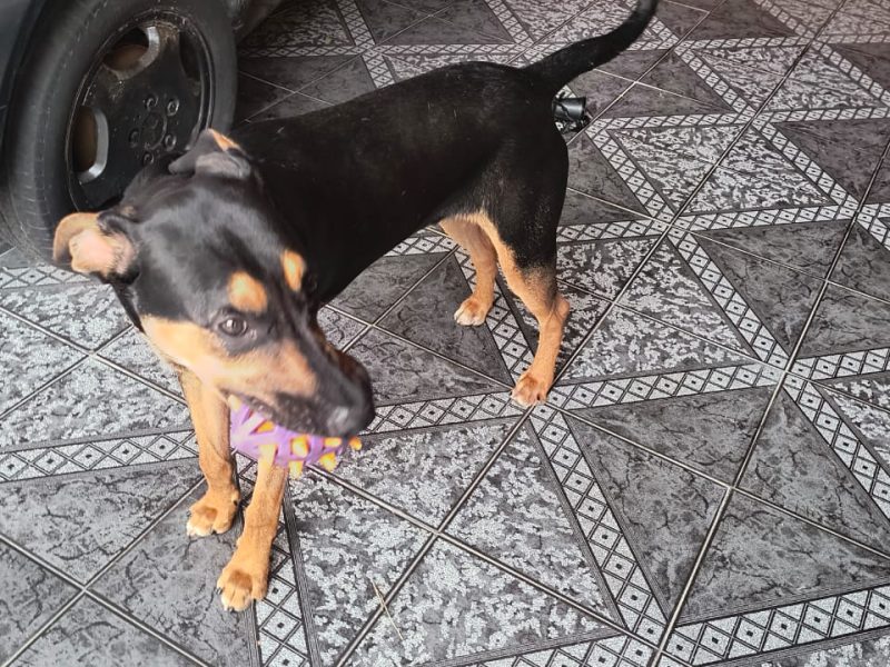 Spike (Adoção Urgente)