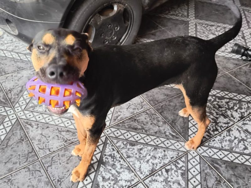 Spike (Adoção Urgente)