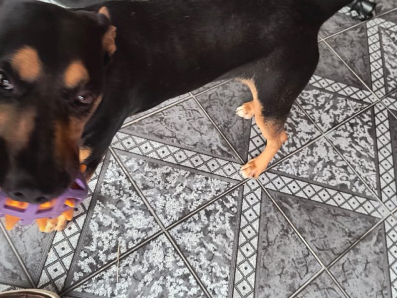 Spike (Adoção Urgente)