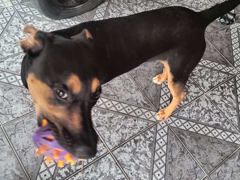 Spike (Adoção Urgente)