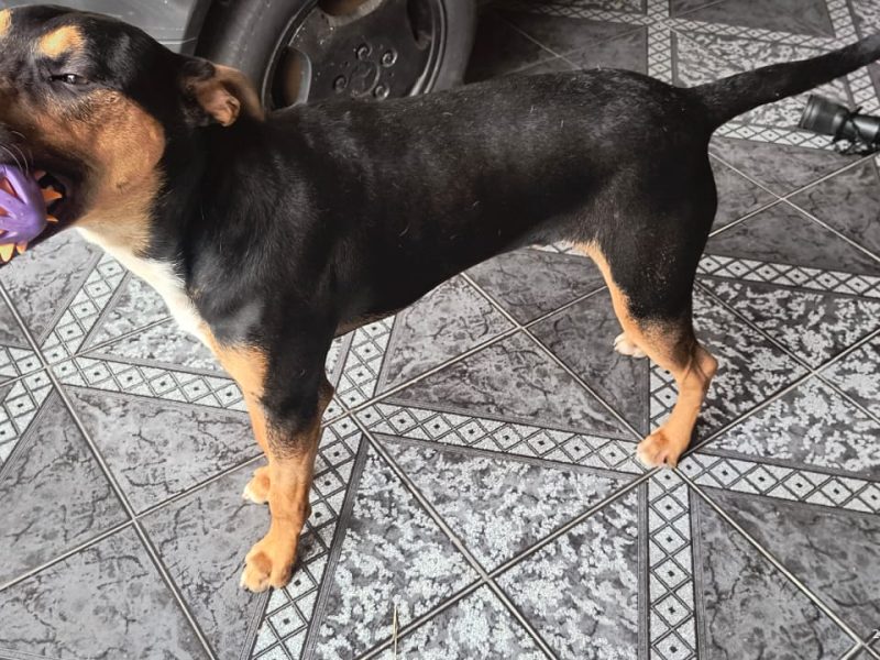 Spike (Adoção Urgente)