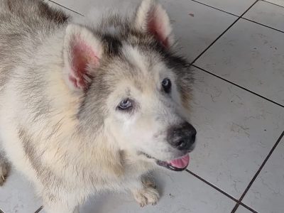 Husky (Adoção Urgente)