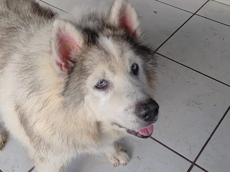 Husky (Adoção Urgente)