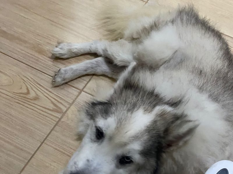 Husky (Adoção Urgente)