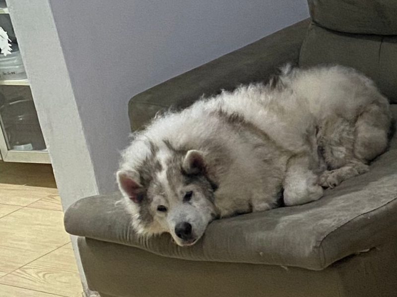 Husky (Adoção Urgente)