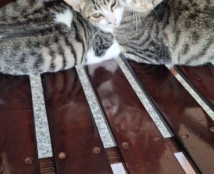 2 Gatos (Adoção Urgente)