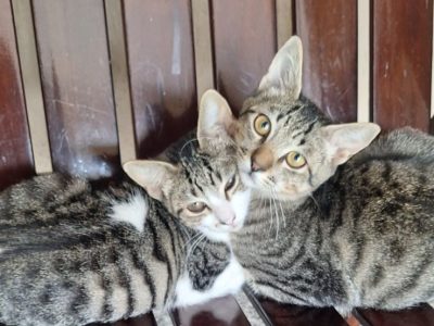 2 Gatos (Adoção Urgente)