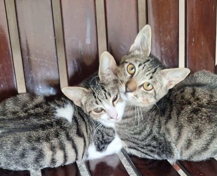 2 Gatos (Adoção Urgente)