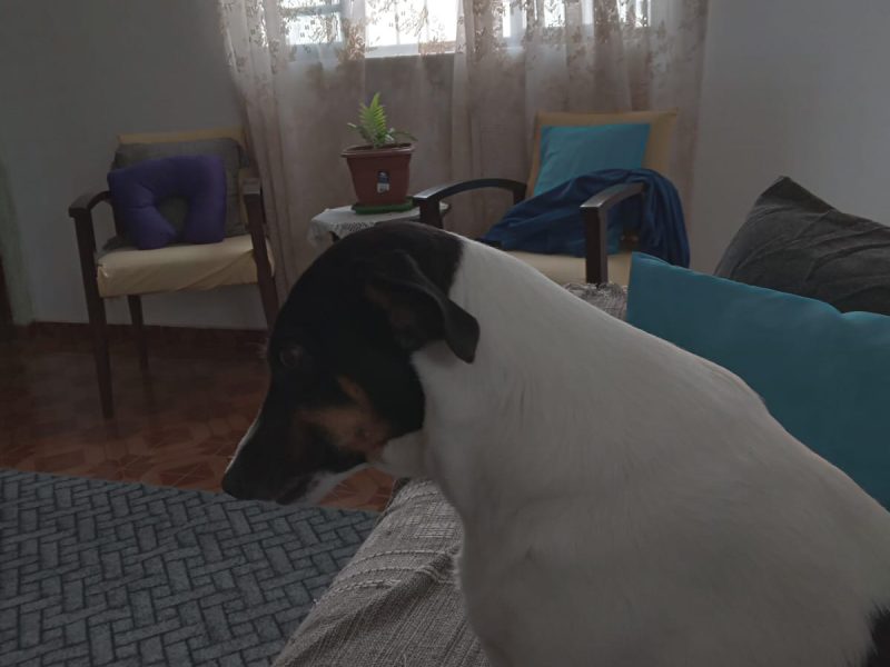 Meg (Adoção Urgente)