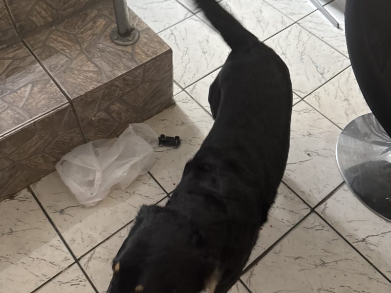 3 Cães (Adoção Urgente)