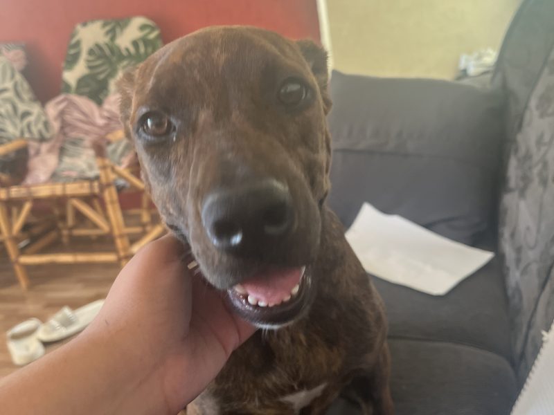 Maggie (Adoção Urgente)