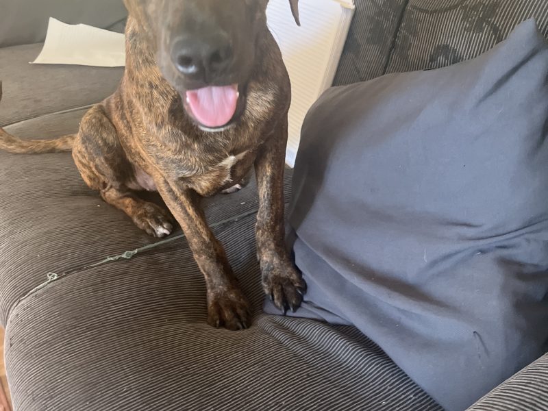 Maggie (Adoção Urgente)
