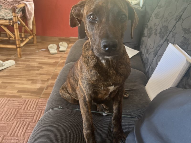 Maggie (Adoção Urgente)