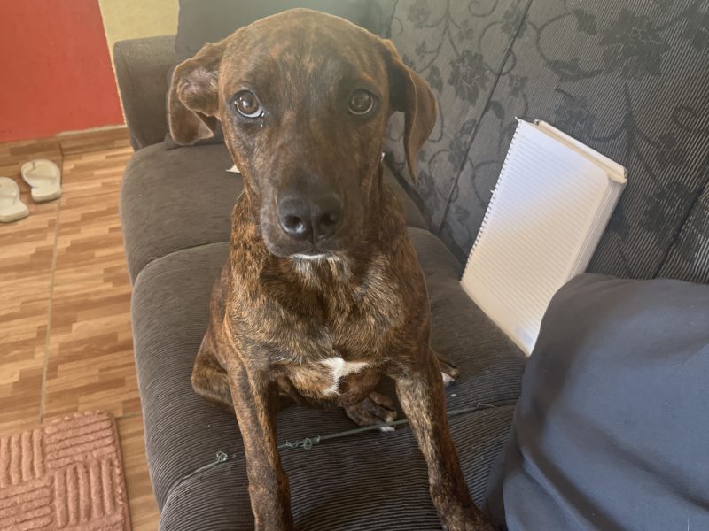 Maggie (Adoção Urgente)