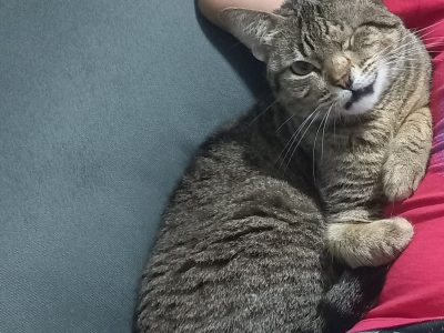 Zoey (Adoção Urgente)