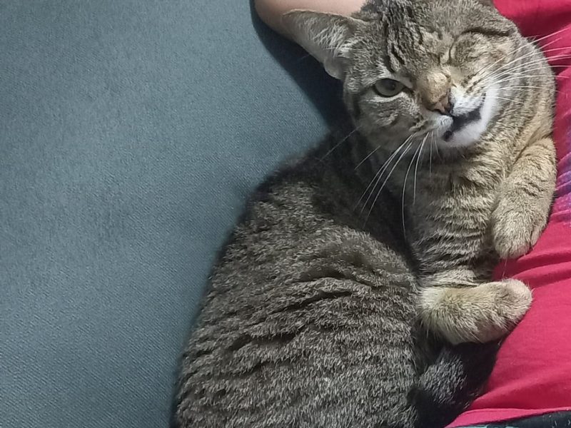 Zoey (Adoção Urgente)