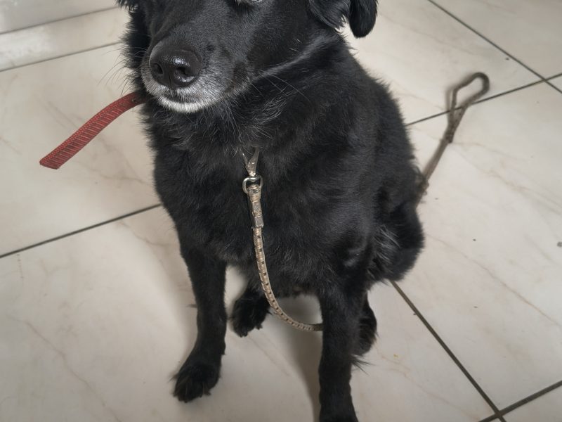 Mika (Adoção Urgente)