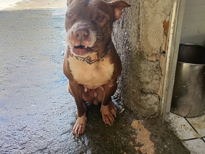 Kiara (Adoção Urgente)