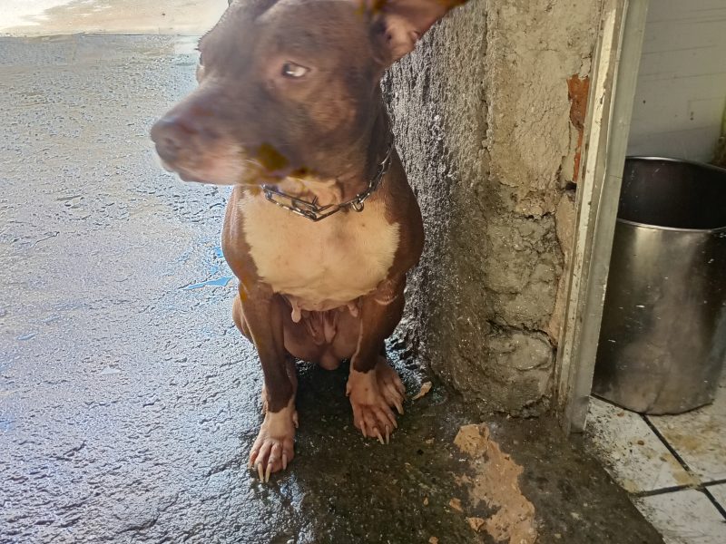 Kiara (Adoção Urgente)