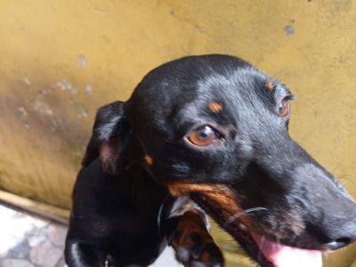 Pipoca (Adoção Urgente)