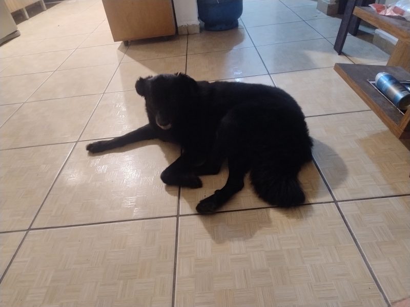 Mika (Adoção Urgente)