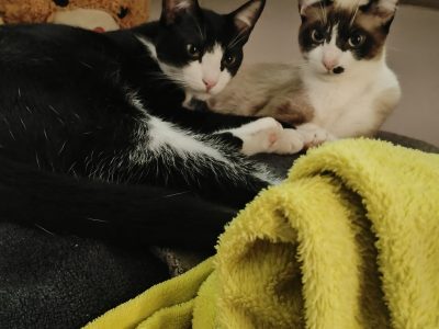 Penélope e Pandora (Adoção Urgente)