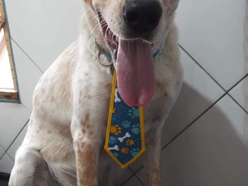 Thanos (Adoção Urgente)